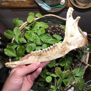 3 for $30 Deer Jaw Bone